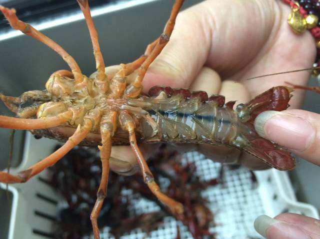 洗碗機(jī)怎么樣